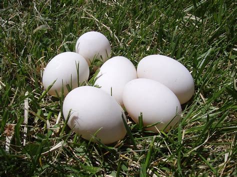 Ördek Yumurtası Faydaları Nelerdir?