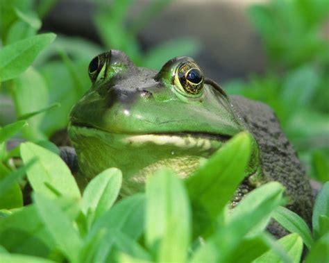 Kurbağalar hakkında kısa bilgi