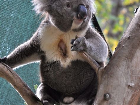 Koala hakkında bilgi