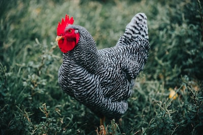 Tavuklar Yumurtlamıyor Neden? Çözüm 2023
