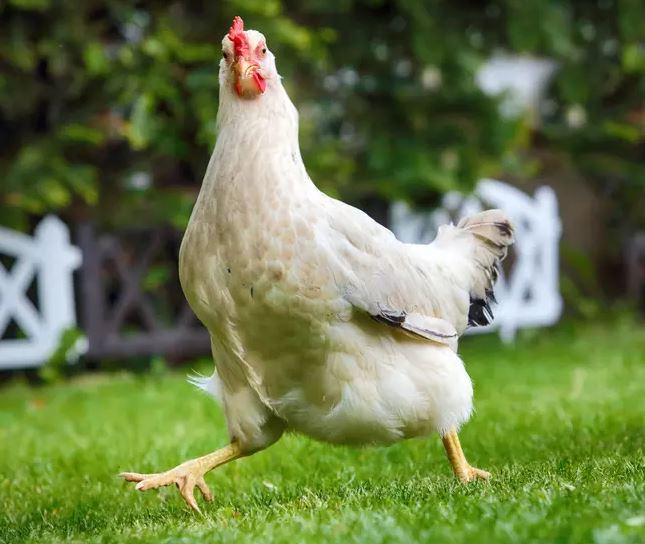 Tavukların Yem Tüketimi ve Yumurta Verimi
