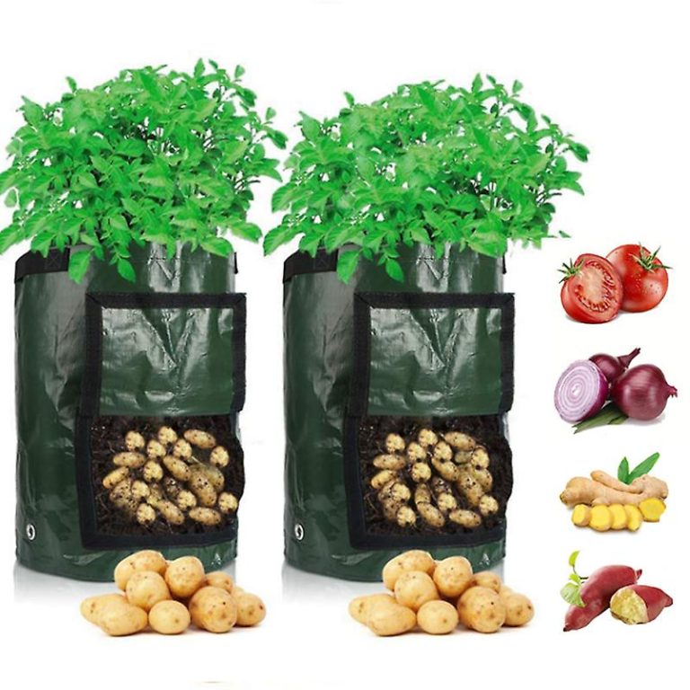 Büyüyen Patates: Ev Bahçesinde Yetiştirmek İçin En İyisi