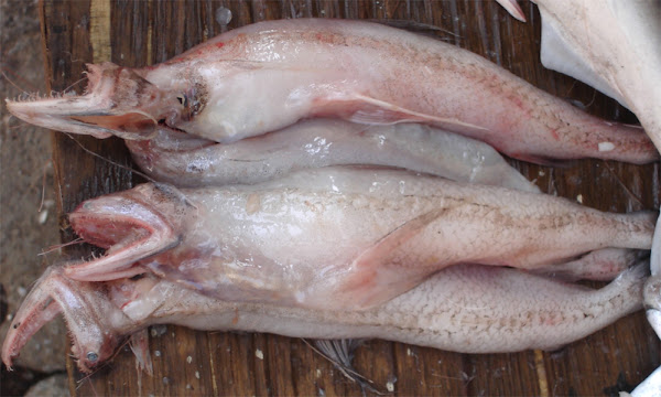 Bombay Ördeği Balığı: Özellikleri, Diyeti, Üreme