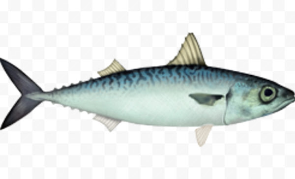 Chub Uskumru Balığının Özellikleri, Diyeti, Yetiştiriciliği