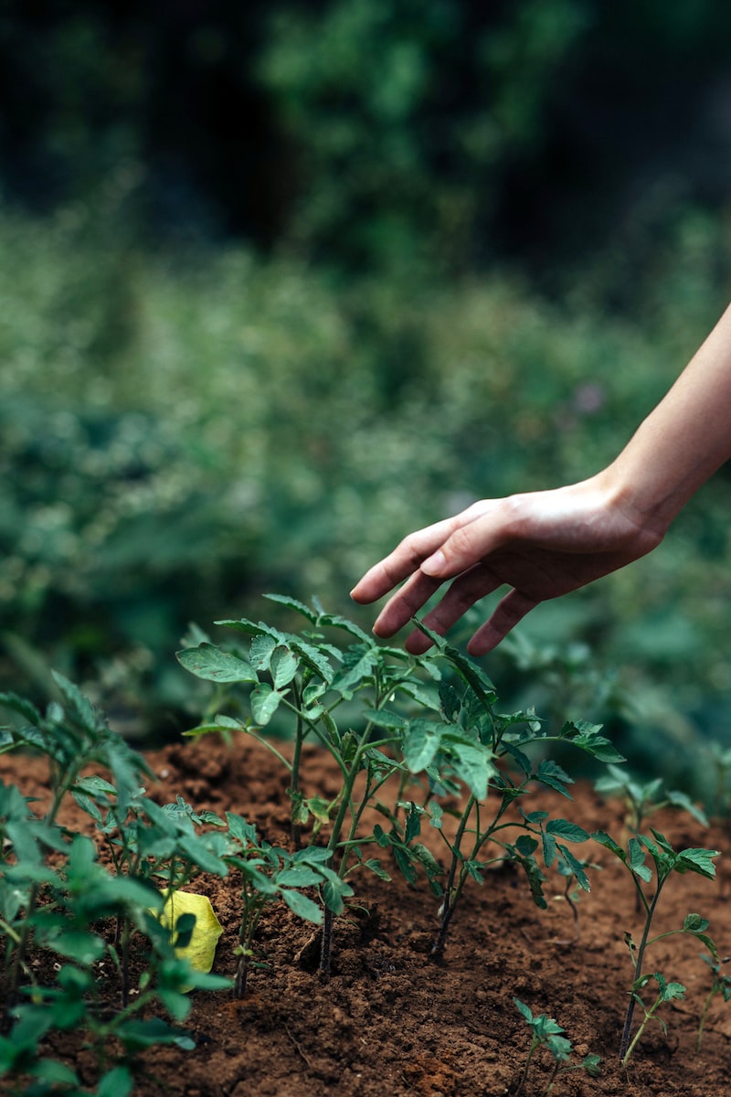 Ispanak Yetiştirmek: Ev Bahçesinde Organik Olarak Yetiştirin