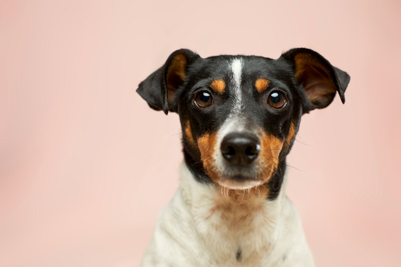 Köpek Yetiştiriciliği SSS: En İyi 41 Sıkça Sorulan Soru