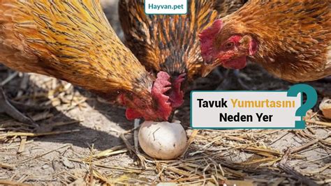Tavukların Kendi Yumurtalarını Yemesini Nasıl Önleriz?