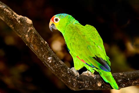 Küba Amazon Papağanı: Görünüm, Mizaç ve Sağlık