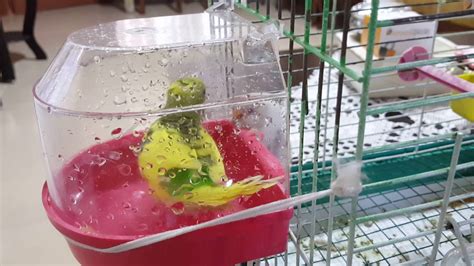 Musluk suyu muhabbet kuşları için güvenli midir?